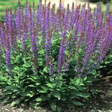 Attēlu rezultāti vaicājumam “Dianema nivale sessile”