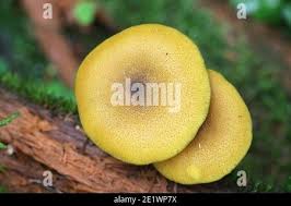 Attēlu rezultāti vaicājumam “Tricholomopsis decora”