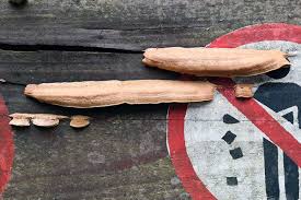 Attēlu rezultāti vaicājumam “Gloeophyllum trabeum”