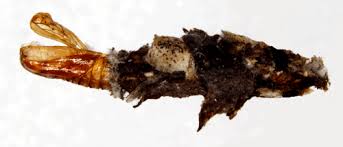 Attēlu rezultāti vaicājumam “Proutia betulina larva”