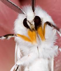 Attēlu rezultāti vaicājumam “Spilosoma sp.”