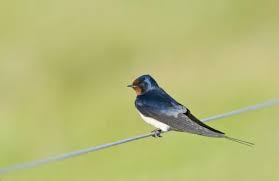Attēlu rezultāti vaicājumam “Hirundo rustica adult”
