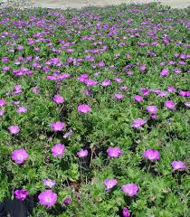 Attēlu rezultāti vaicājumam “Geranium sanguineum”
