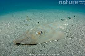 Image result for Rhinobatos rhinobatos