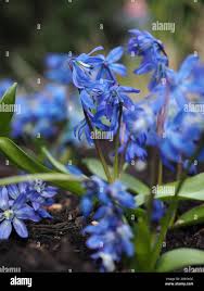 Attēlu rezultāti vaicājumam “Scilla siberica”