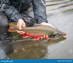 Image result for Salvelinus malma