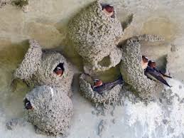 Image result for Plymouth Swallows Gc