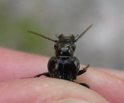 Attēlu rezultāti vaicājumam “Pterostichus quadrifoveolatus”