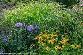 Image result for Succisella inflexa