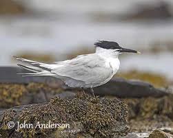 Attēlu rezultāti vaicājumam “Sterna sandvicensis adult”