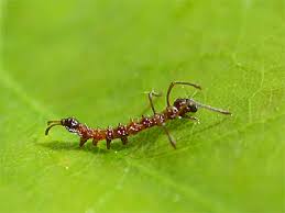 Attēlu rezultāti vaicājumam “Stauropus fagi larva”