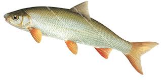 Image result for Chondrostoma nasus