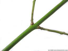 Attēlu rezultāti vaicājumam “Euonymus europaeus bud”