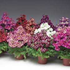 Image result for Schizanthus