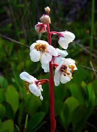 Attēlu rezultāti vaicājumam “Pyrolaceae”