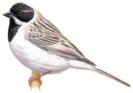 Image result for Emberiza pallasi