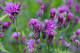 Attēlu rezultāti vaicājumam “Serratula tinctoria”