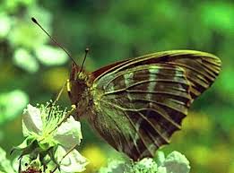 Attēlu rezultāti vaicājumam “Argynnis laodice underside”