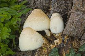 Attēlu rezultāti vaicājumam “Volvariella bombycina”