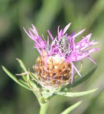 Attēlu rezultāti vaicājumam “Larinus sp.”