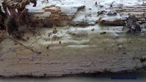 Attēlu rezultāti vaicājumam “Sidera lenis”