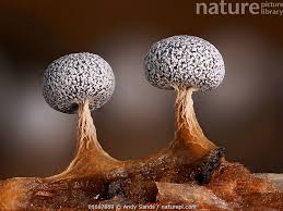 Attēlu rezultāti vaicājumam “Physarum leucopus spores”