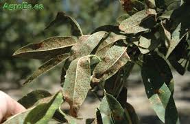 Attēlu rezultāti vaicājumam “Tranzschelia pruni-spinosae”