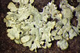 Attēlu rezultāti vaicājumam “Parmeliopsis ambigua”