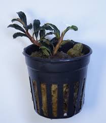 Risultati immagini per bucephalandra pinoh red stem