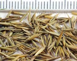 Attēlu rezultāti vaicājumam “Festuca rubra subsp. rubra fruit”