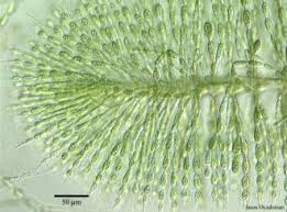 Attēlu rezultāti vaicājumam “Batrachospermum moniliforme”