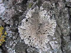 Attēlu rezultāti vaicājumam “Physconia distorta”