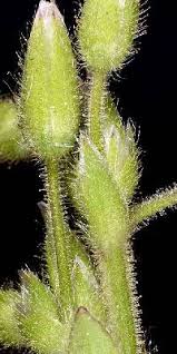 Attēlu rezultāti vaicājumam “Cerastium holosteoides fruit”