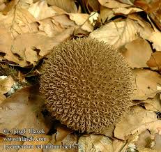 Attēlu rezultāti vaicājumam “Lycoperdon echinatum”