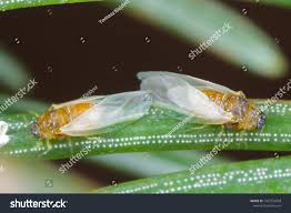 Attēlu rezultāti vaicājumam “Sacchiphantes abietis”