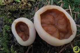 Attēlu rezultāti vaicājumam “Discina perlata”