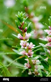 Attēlu rezultāti vaicājumam “Glaux maritima flower”