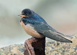 Attēlu rezultāti vaicājumam “Hirundo rustica adult”