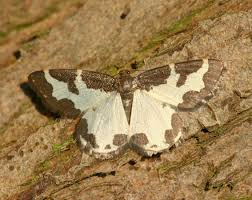 Attēlu rezultāti vaicājumam “Lomaspilis marginata”