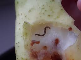 Attēlu rezultāti vaicājumam “Ommatoiulus sabulosus”