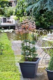 Image result for Lilium martagon `Chameleon`