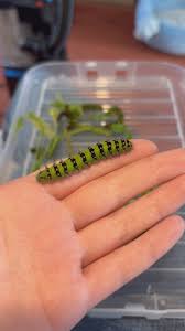 Attēlu rezultāti vaicājumam “Saturnia pavonia larva”