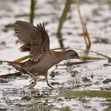 Image result for Porzana parva