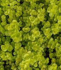 Image result for Lysimachia nummularia