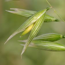 Attēlu rezultāti vaicājumam “Avena sativa”