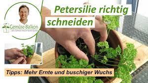 Image result for Petersilie