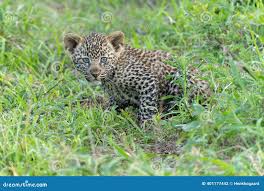 Attēlu rezultāti vaicājumam “Lycogala leopardinum young”