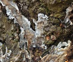 Attēlu rezultāti vaicājumam “Phlebiopsis gigantea”