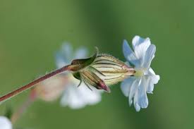 Attēlu rezultāti vaicājumam “Silene latifolia subsp. alba flower”