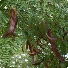 Attēlu rezultāti vaicājumam “Gleditsia triacanthos fruit”